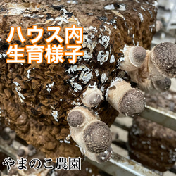 【大特価】クール発送　形が悪く成長してしまったシイタケ３キロ 7枚目の画像