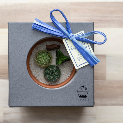 サボテン寄せ植えと鉢カバー2点セット】「さぼてんのふくろ」と