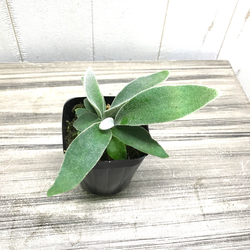 現品】コウモリラン アルシコルネ 全球タイプ 超大型コウモリ