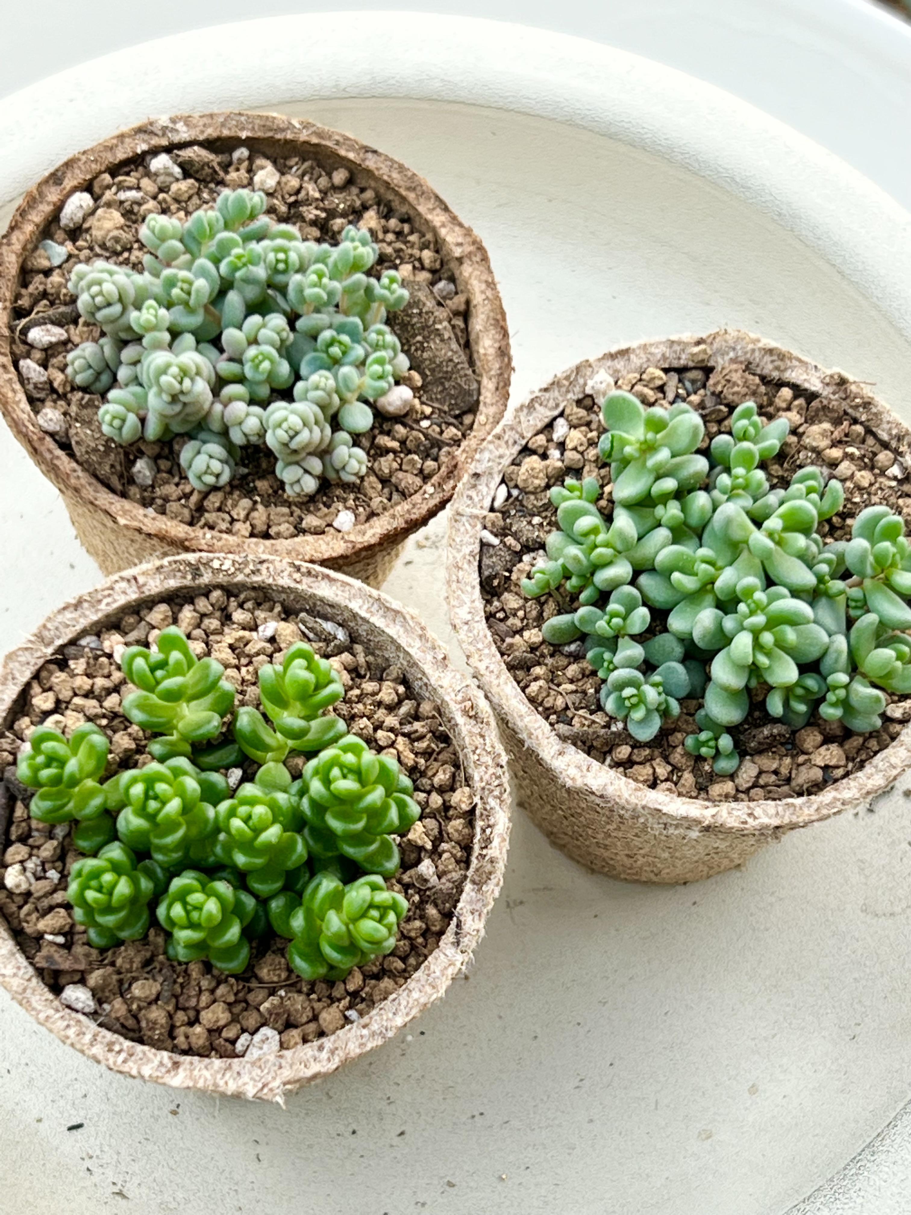 モリモリs 1 脂っこ 多肉植物 カット苗