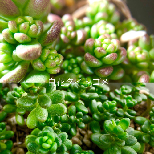 紅葉もりもりセット＊3種類＊多肉植物＊抜き苗かポットごと
