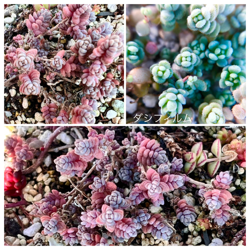 紅葉もりもりセット＊3種類＊多肉植物＊抜き苗かポットごと