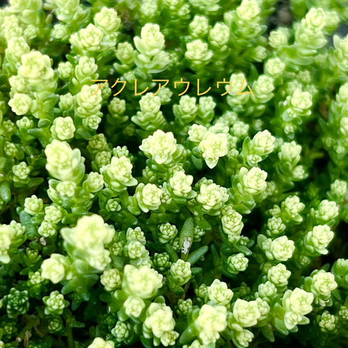 紅葉もりもりセット＊3種類＊多肉植物＊抜き苗かポットごと＊アクレ