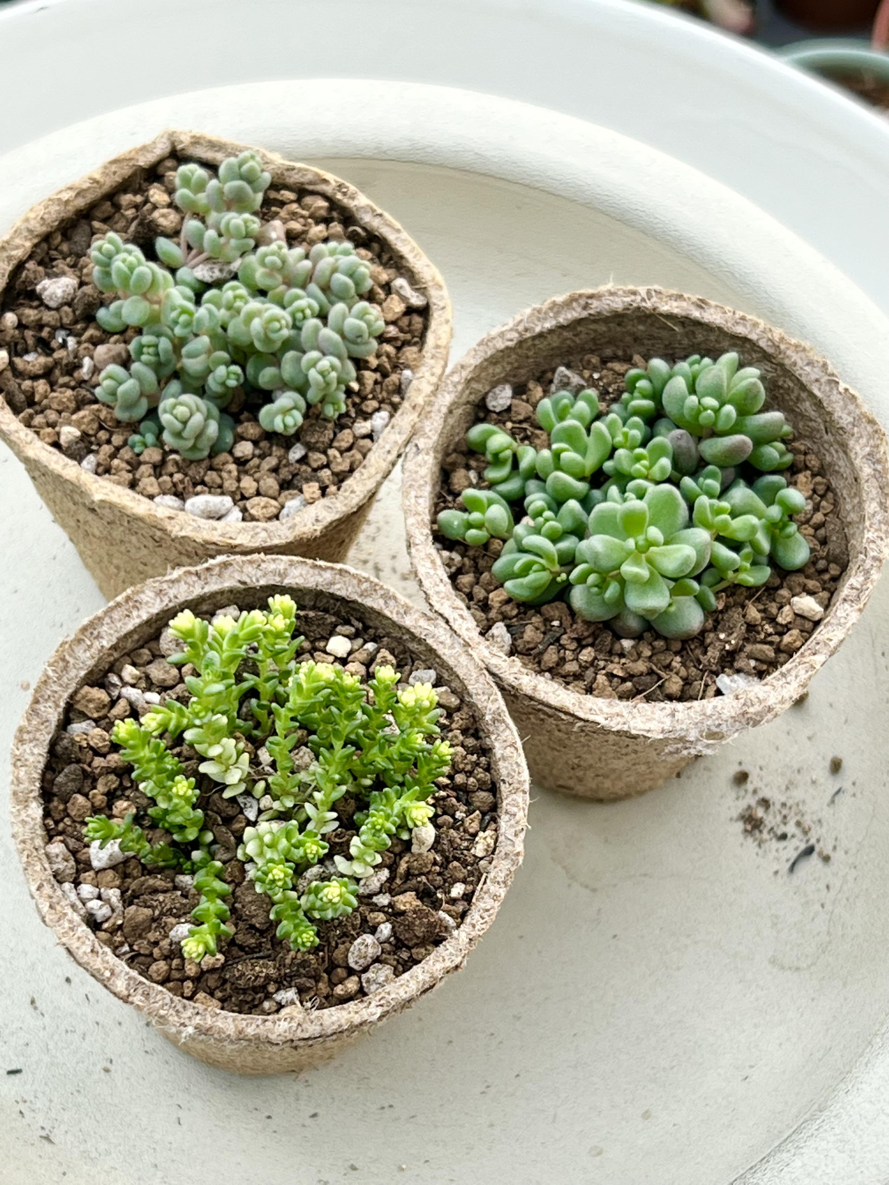 紅葉もりもりセット＊3種類＊多肉植物＊抜き苗かポットごと＊アクレ