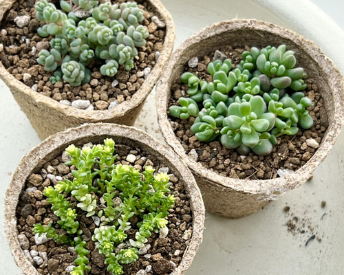 多肉植物 もりもりレモータ♡紅葉開始♪抜き苗 紅葉もりもりセット＊3種類＊多肉植物＊抜き苗かポットごと＊アクレ