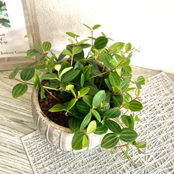 ペペロミア・アングラータ　観葉植物　お洒落なインテリアグリーン 5枚目の画像
