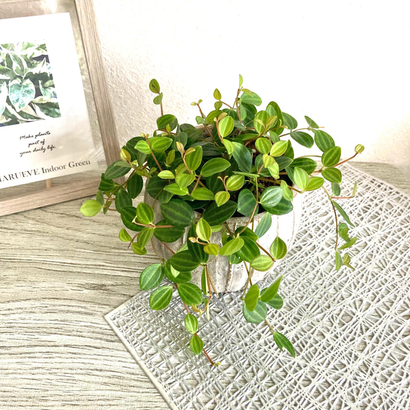 ペペロミア・アングラータ　観葉植物　お洒落なインテリアグリーン 2枚目の画像