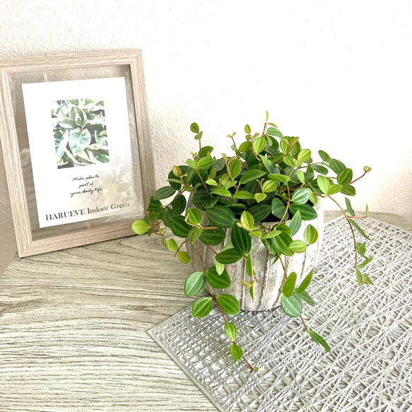 ペペロミア・アングラータ　観葉植物　お洒落なインテリアグリーン 1枚目の画像