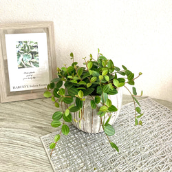 ペペロミア・アングラータ　観葉植物　お洒落なインテリアグリーン 3枚目の画像