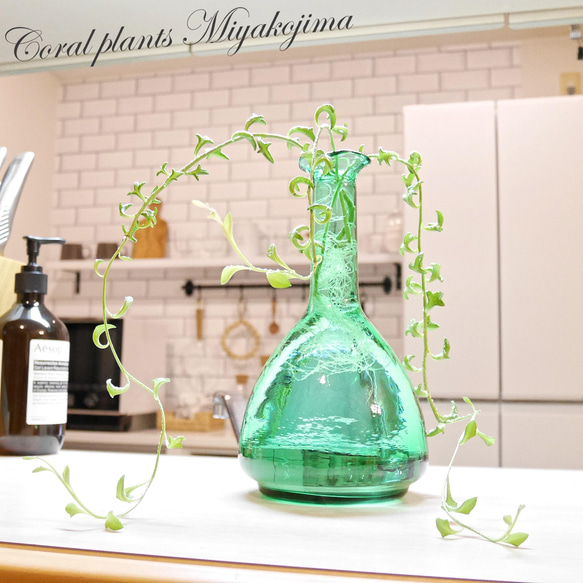 B 水耕栽培 ドルフィンネックレス ガラスインテリア おうちグリーン
