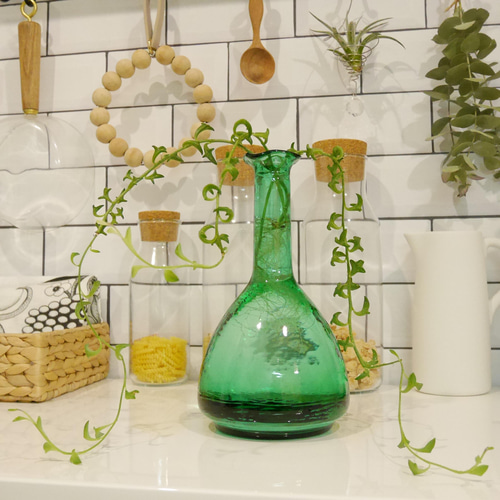 B 水耕栽培 ドルフィンネックレス ガラスインテリア おうちグリーン