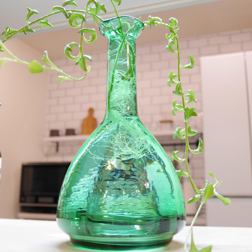 B 水耕栽培 ドルフィンネックレス ガラスインテリア おうちグリーン