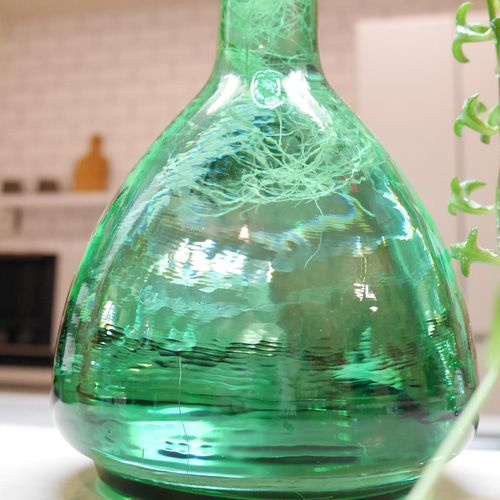 B 水耕栽培 ドルフィンネックレス ガラスインテリア おうちグリーン