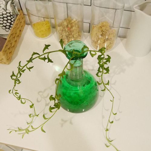 B 水耕栽培 ドルフィンネックレス ガラスインテリア おうちグリーン