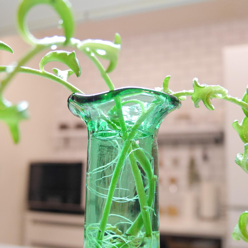 B 水耕栽培 ドルフィンネックレス ガラスインテリア おうちグリーン