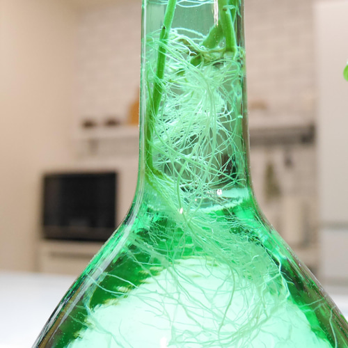 B 水耕栽培 ドルフィンネックレス ガラスインテリア おうちグリーン