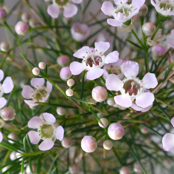 常緑底木♡ワックフラワー♡桃色の花♡鉢ごと♡ 11枚目の画像