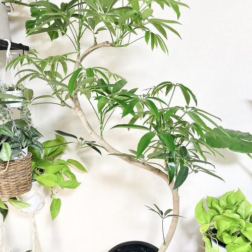 ☆ シェフレラ アンガスティフォリア 曲がり♪ 115cm♪ ☆ シェフレラ