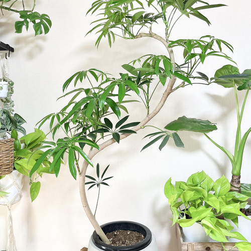 7. 希少 シェフレラ アンガスティフォリア 曲がり 8号鉢 観葉植物 大型  