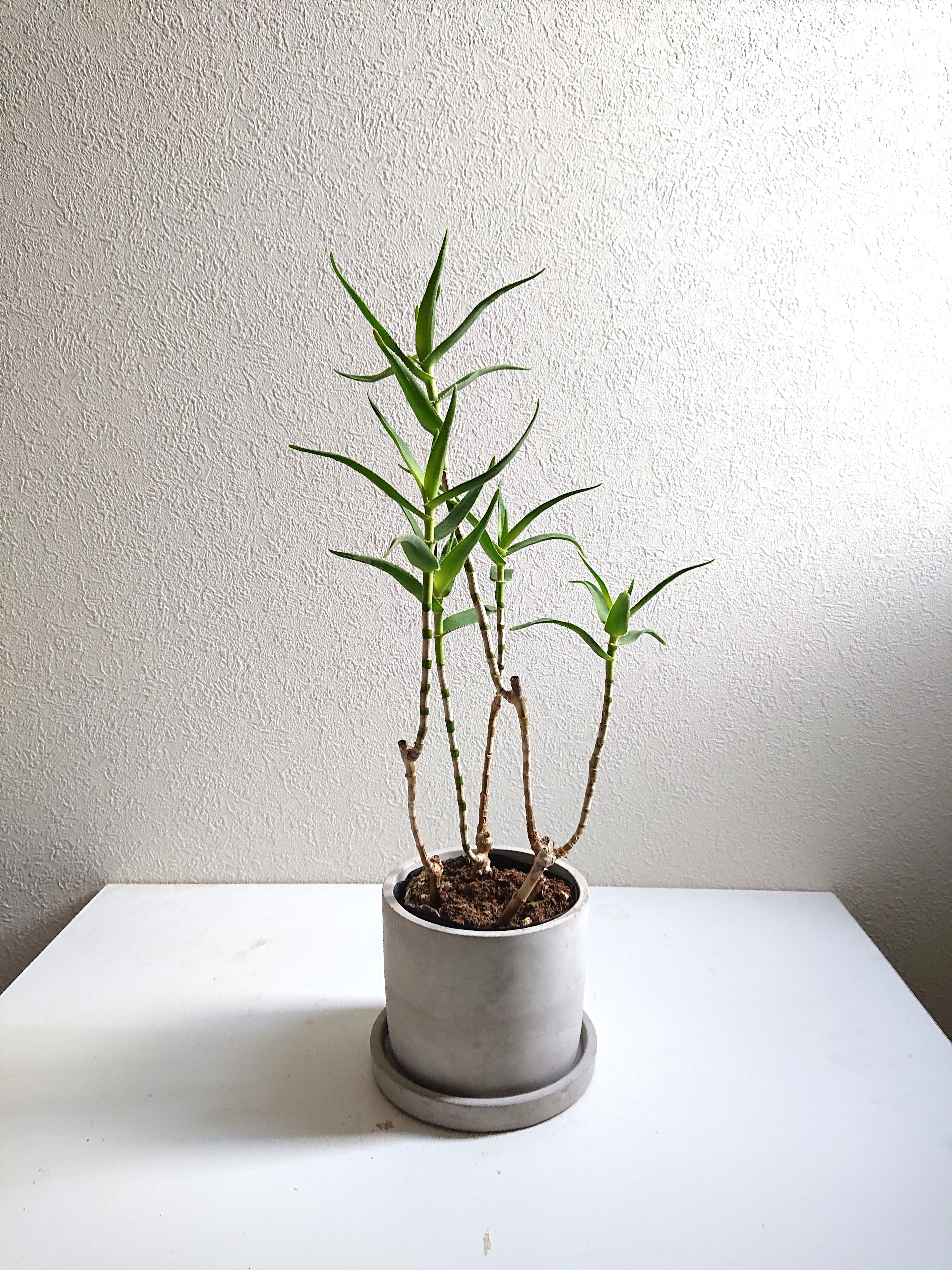 現品 アロエ テヌイオール 陶器鉢 観葉植物 多肉植物 インテリア