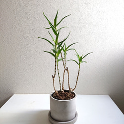 ○数量限定○新作○ 希少 スタイリッシュな樹形 ”アロエ テヌイオール