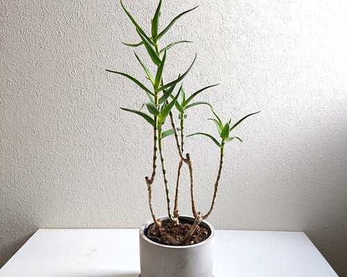 4c812c898bf7e225e1bb20ec219423