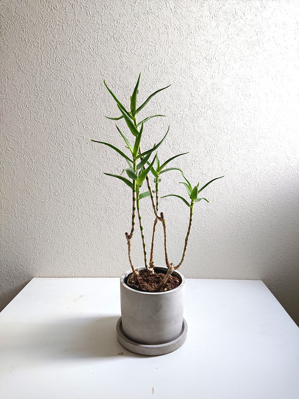 ○数量限定○新作○ 希少 スタイリッシュな樹形 ”アロエ