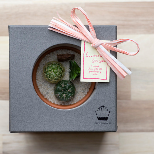 サボテン寄せ植えと鉢カバーと名入れ可能レザーコースターの3点セット