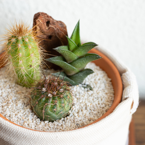 サボテン寄せ植えと鉢カバーと名入れ可能レザーコースターの3点セット