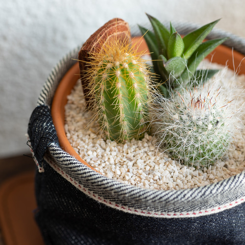 サボテン寄せ植えと鉢カバーと名入れ可能レザーコースターの3点セット