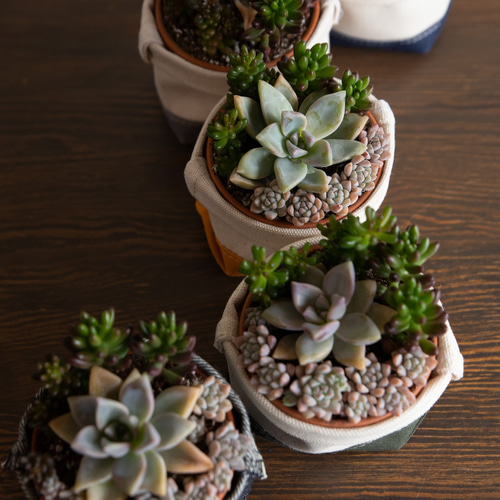多肉植物寄せ植えと鉢カバーと名入れ可能レザーコースターの3点セット  