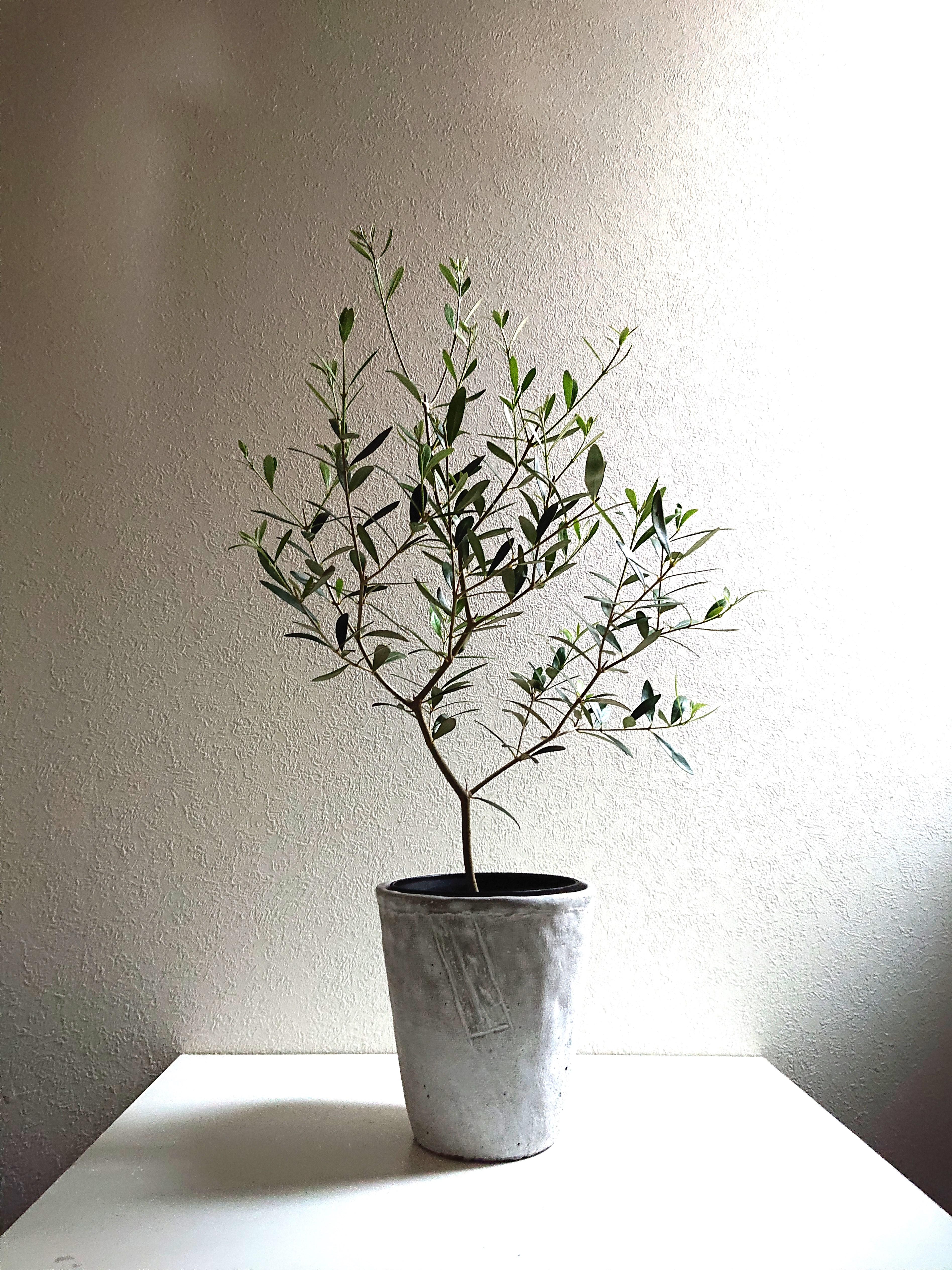 ●数量限定●新作●ギフト プレゼント ”オリーブの木（70㎝～：L）　セメントポット/受け皿セット（ホワイトグレー）”