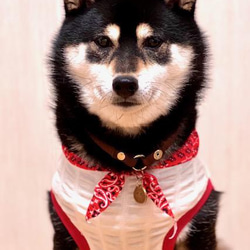 犬服　可愛いぷくぷく綿100%バンダナ風タンクトップ 7枚目の画像