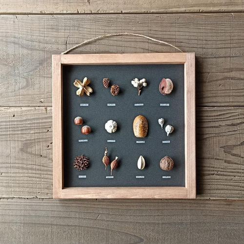 美しい木の実のようなキリアツメ【標本】 美しい木の実のようなキリアツメ【標本】 美しい木の実のような