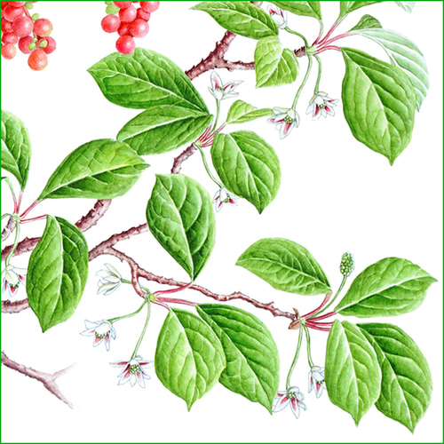 ボタニカルアート チョウセンゴミシ 植物画 絵画 Zinnia 通販