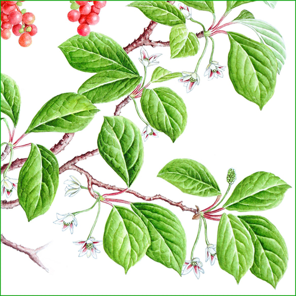 ボタニカルアート　チョウセンゴミシ　植物画 4枚目の画像