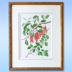 ボタニカルアート　チョウセンゴミシ　植物画 1枚目の画像