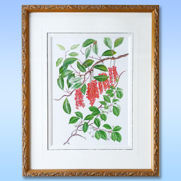 ボタニカルアート チョウセンゴミシ 植物画 絵画 Zinnia 通販