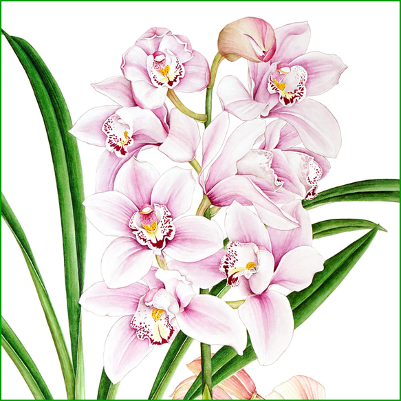 ボタニカルアート シンビジウム 植物画