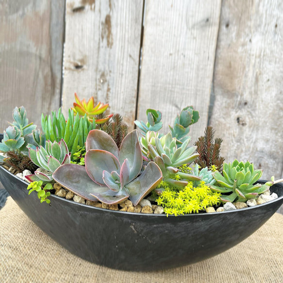 FRPプランター 多肉寄せ植え 訳ありセール価格 多肉植物 アルファ