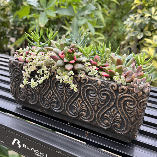 桜吹雪 多肉 寄せ植え 多肉植物 アルファガーデン 通販 13678982