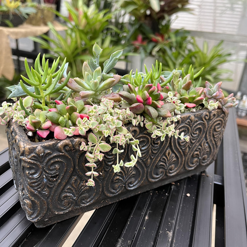 桜吹雪 多肉 寄せ植え 多肉植物 アルファガーデン 通販 13678982