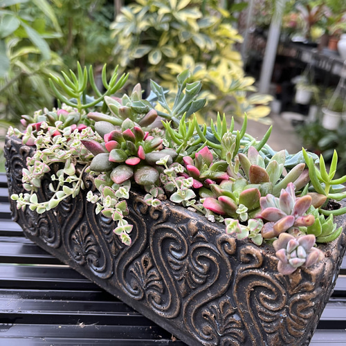 桜吹雪 多肉 寄せ植え 多肉植物 アルファガーデン 通販 13678982
