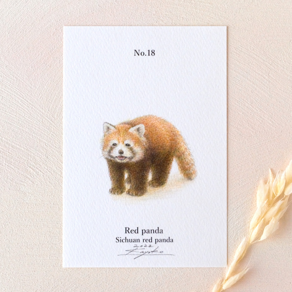 【手描き】　彩色 鉛筆画　No.18  Red panda  Sichuan red panda　《額装》 3枚目の画像