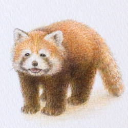 【手描き】　彩色 鉛筆画　No.18  Red panda  Sichuan red panda　《額装》 5枚目の画像