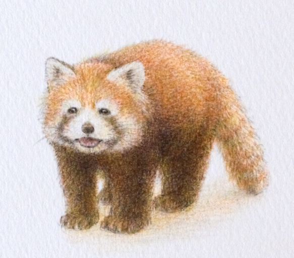 【手描き】　彩色 鉛筆画　No.18  Red panda  Sichuan red panda　《額装》 5枚目の画像