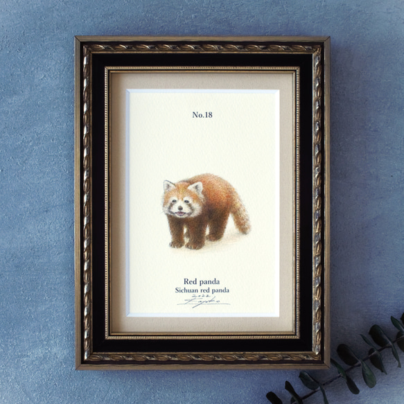 【手描き】　彩色 鉛筆画　No.18  Red panda  Sichuan red panda　《額装》 2枚目の画像