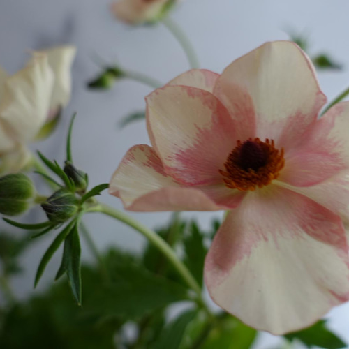 確認用。ラックス　メリッサ 確認用。ラックス メリッサ - メルカリ