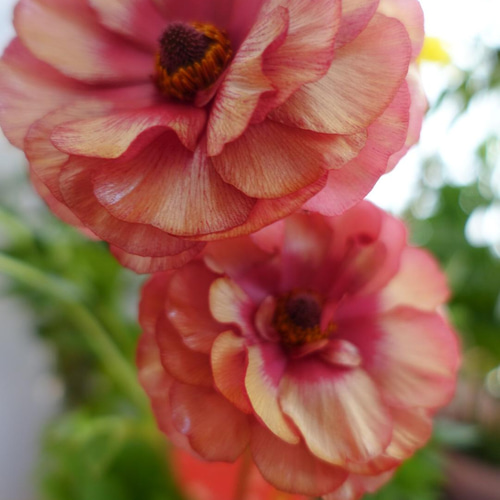 最終入荷】ラナンキュラスラックス『ムーサ＆メリッサ』 プリザーブド