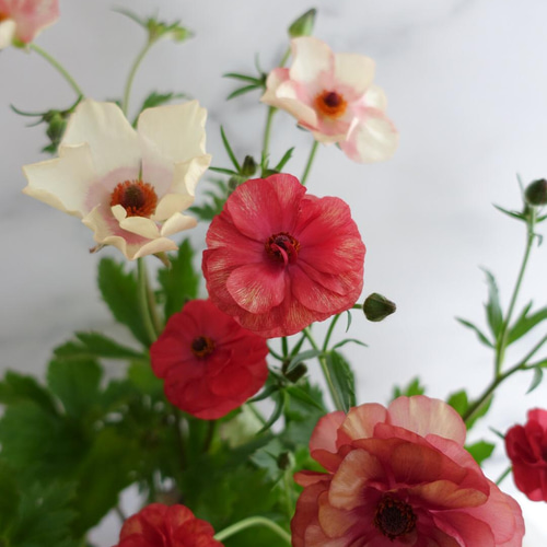 確認用。ラックス　メリッサ 確認用。ラックス メリッサ - メルカリ